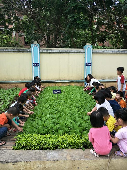 Các bé lớp mẫu giáo nhỡ B3 trường mầm non Phúc Đồng háo hức thu hoạch rau cải